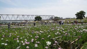 『小岩菖蒲園』の画像