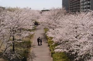 『小松川千本桜(2)』の画像