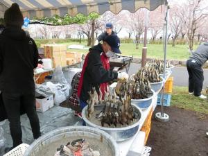 『千本桜まつり2019（１）』の画像