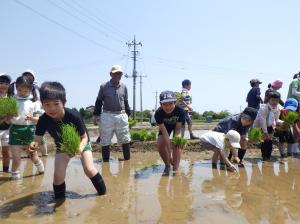 『R1田植え体験（４）』の画像