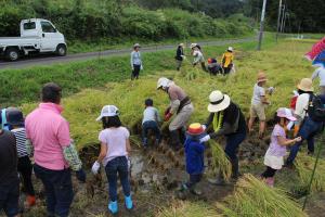 『2019稲刈り磯野(1)』の画像