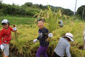 『2019稲刈り磯野(2)』の画像