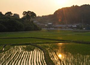 『田植え後の夕日』の画像