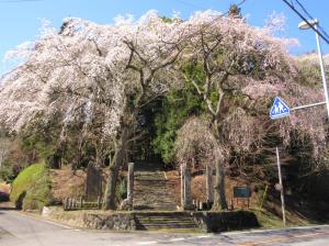 『小松寺の枝垂れ桜』の画像