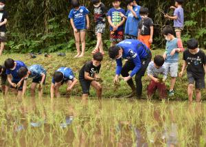 『田植え体験』の画像