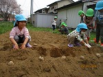 『じゃが芋栽培３』の画像