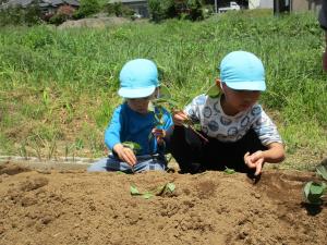 『さつま苗植え１』の画像