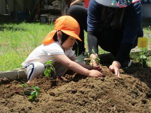 『さつま苗植え３』の画像