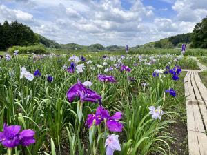 『青山花しょうぶ』の画像