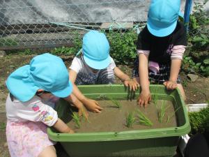 『苗植え３』の画像