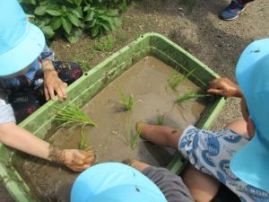 『苗植え４』の画像