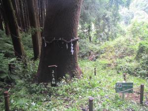 『登録第001号　白桐』の画像