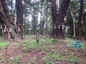 『登録第002号　ヤマザクラ』の画像