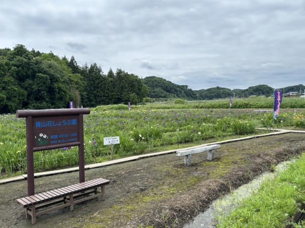 『R7 花しょうぶ園(1)』の画像