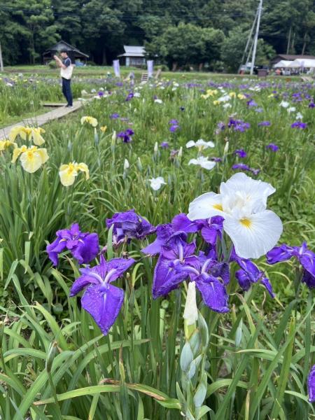 『R7 花しょうぶ園(2)』の画像