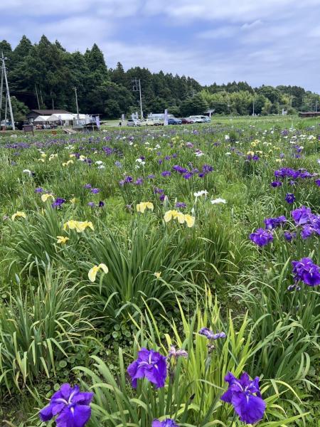 『R7 花しょうぶ園(3)』の画像