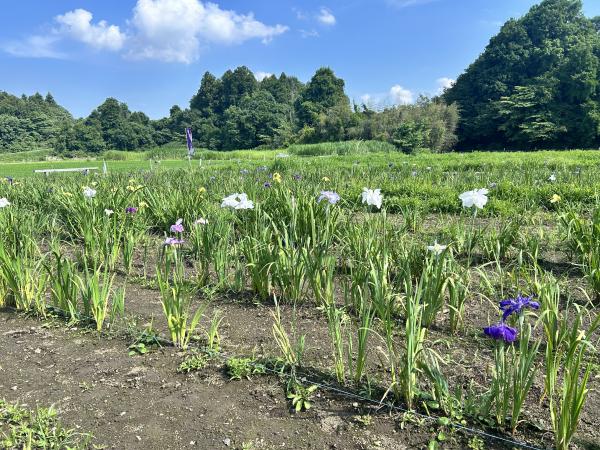 R8花しょうぶ(7)