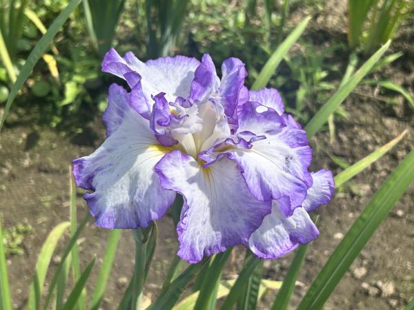 R8花しょうぶ(9)