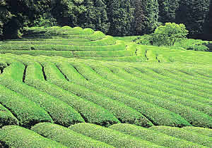 『古内茶の画像』の画像