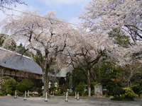 小松寺のしだれ桜
