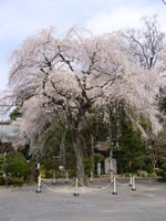 小松寺のしだれ桜