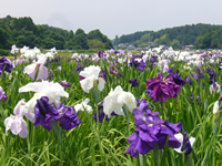 青山花しょうぶ園