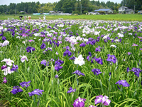 青山花しょうぶ園