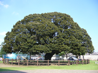 大樹スダジィ　―夏―