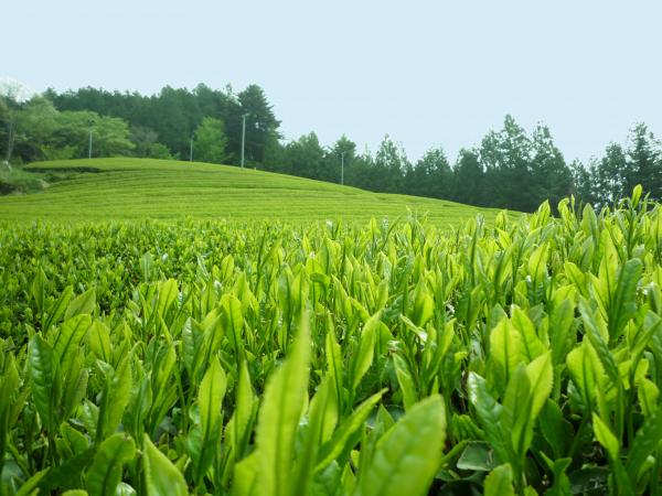 『古内茶』の画像